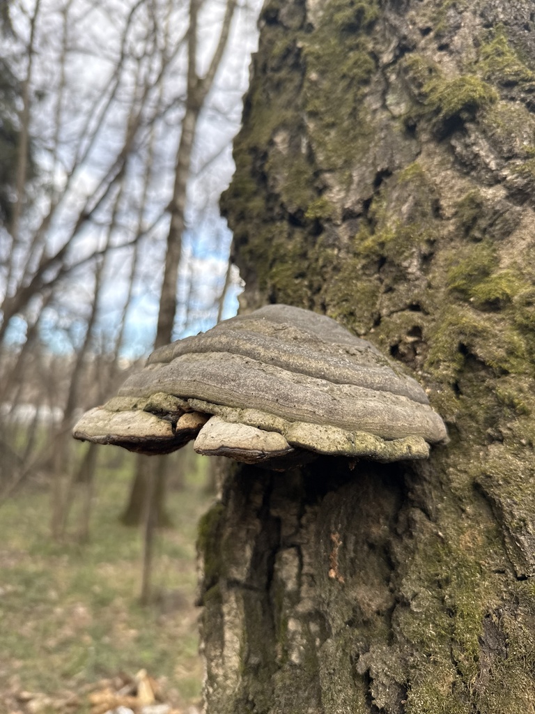 Fomes fomentarius · April 2026 · photo: © stanislav_murashkin (iNaturalist, cc-by)