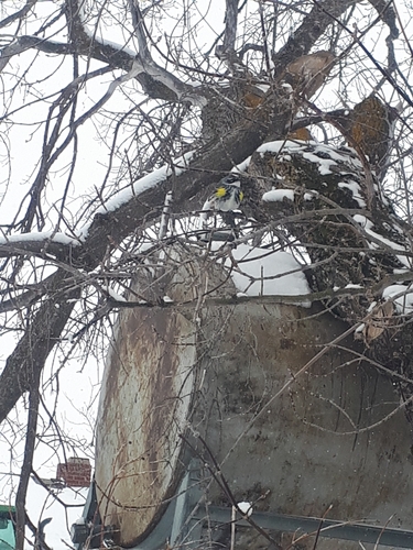Yellow-rumped Warbler
