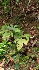 Tectaria polymorpha
