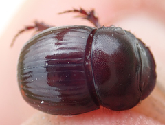 Metacatharsius marani