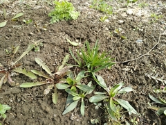 Plantago lanceolata