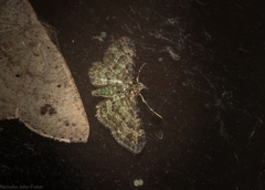 Chloroclystis mniochroa