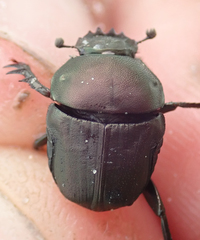 Allogymnopleurus splendidus