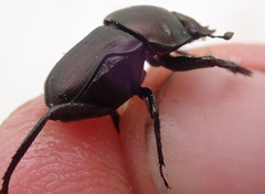 Allogymnopleurus splendidus