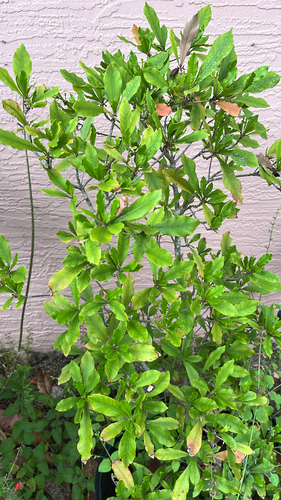 Synsepalum dulcificum observed 2026-04-23