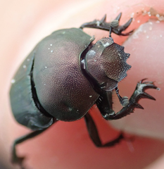 Allogymnopleurus splendidus