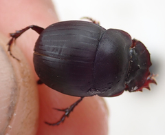 Metacatharsius opacus