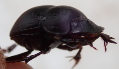 Metacatharsius opacus