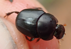 Euonthophagus carbonarius