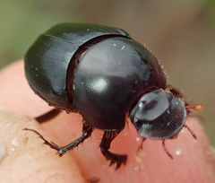 Euonthophagus carbonarius