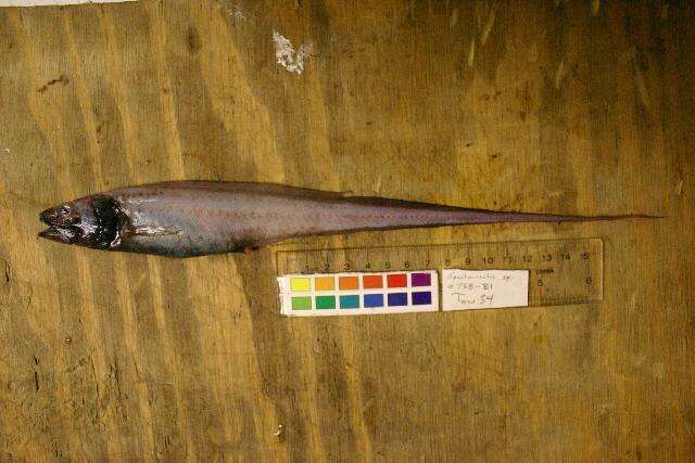 Bassozetus levistomatus