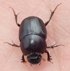 Euonthophagus carbonarius