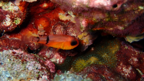 Belted cardinalfish (Apogon townsendi) — Apogonidae — 4