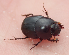 Euonthophagus carbonarius