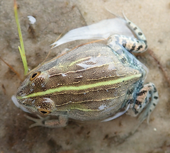 Pyxicephalus adspersus