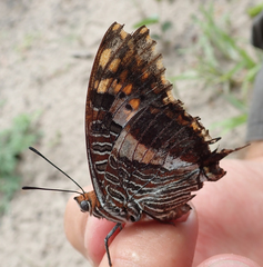 Charaxes saturnus