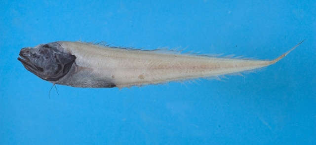Robust Assfish