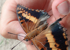 Charaxes saturnus