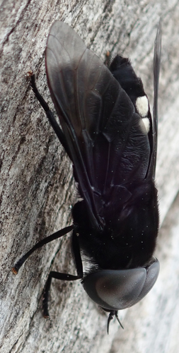 Hippo Fly
