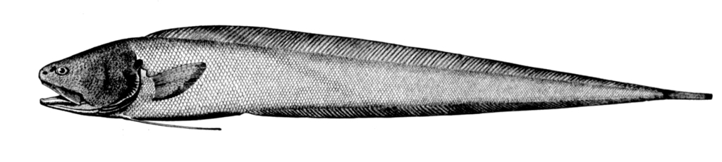 Bassozetus normalis