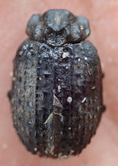 Omorgus melancholicus