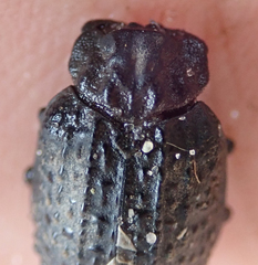 Omorgus melancholicus