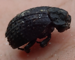 Omorgus melancholicus