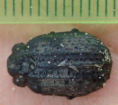 Omorgus melancholicus