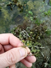 Centipeda cunninghamii