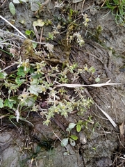 Centipeda cunninghamii