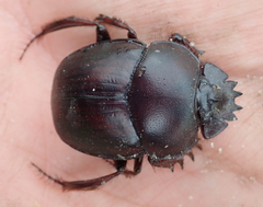 Scarabaeus zambesianus