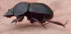 Scarabaeus zambesianus