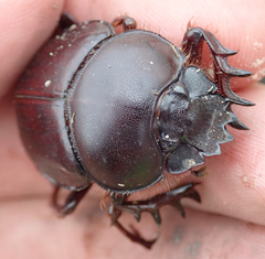 Scarabaeus goryi