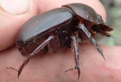 Scarabaeus goryi