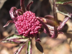 Sambucus williamsii
