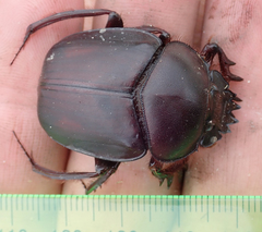 Scarabaeus goryi