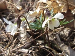 Viola chaerophylloides