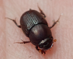 Euonthophagus carbonarius