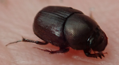 Euonthophagus carbonarius