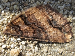 Satoblephara parvularia