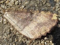 Satoblephara parvularia