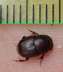 Euonthophagus carbonarius