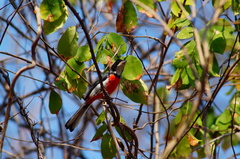 Granatellus venustus