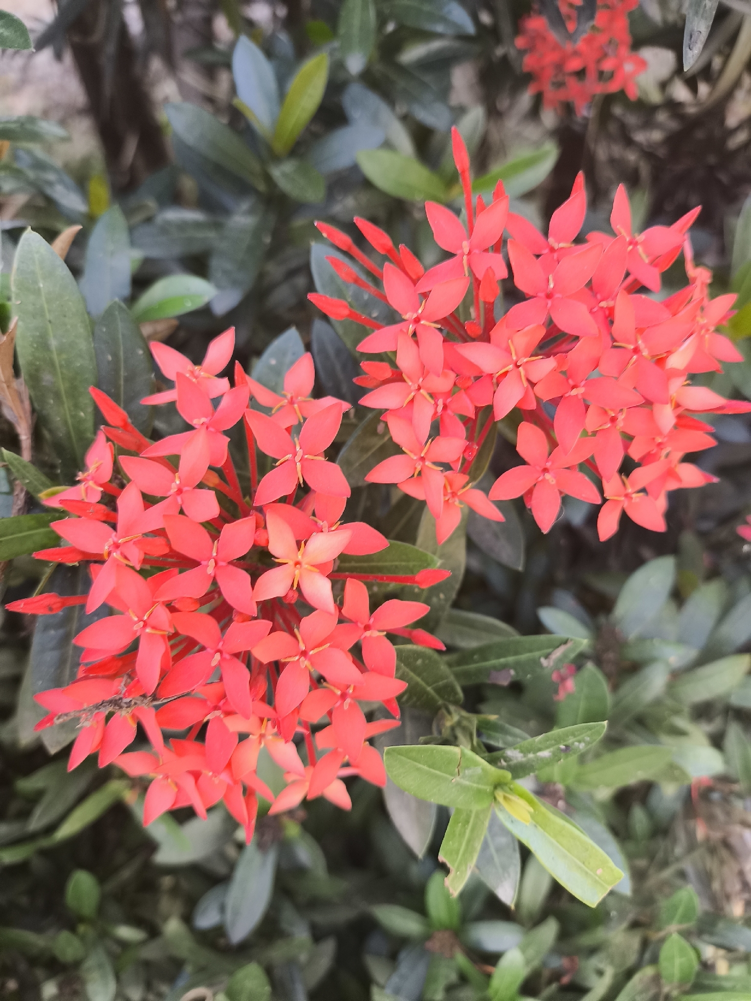 Ixora coccinea