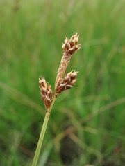 Carex glareosa