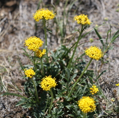 Patrinia sibirica