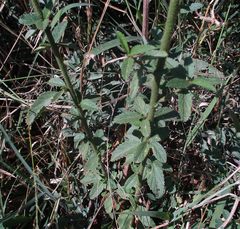 Hibiscus micranthus