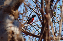 Granatellus venustus