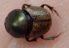 Onthophagus plebejus