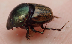 Onthophagus plebejus